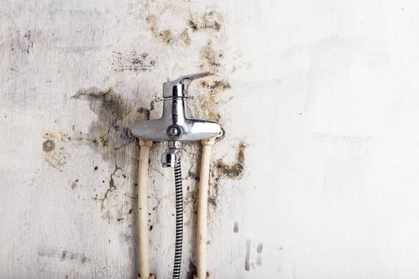 Best Same-Day Mold Removal  in Liberal, KS