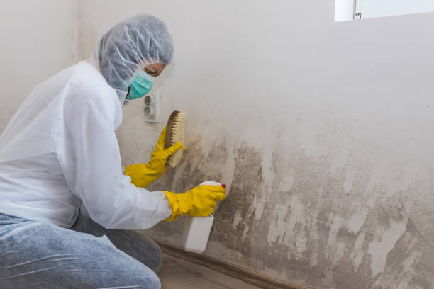 Best Best Mold Removal Companies  in Liberal, KS