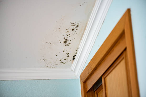 Best Attic Mold Removal  in Liberal, KS