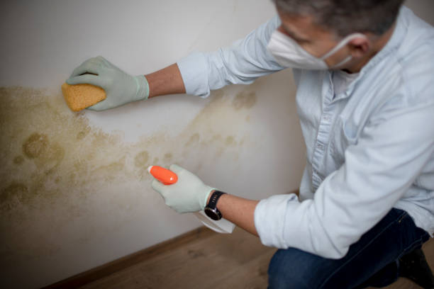 Best Mold Removal Specialists  in Liberal, KS