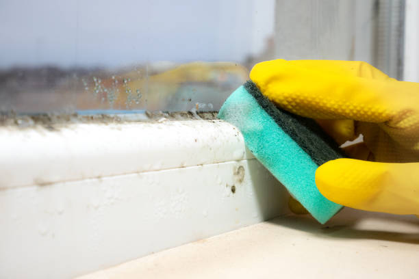 Best Mold Removal Process  in Liberal, KS