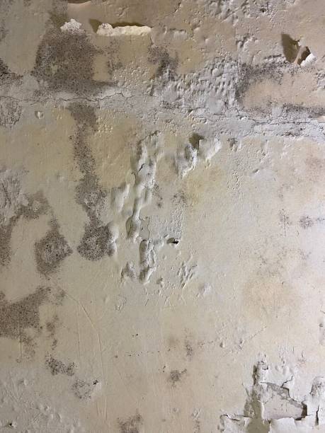 Best Mold Testing  in Liberal, KS