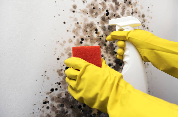 Best Affordable Mold Removal  in Liberal, KS